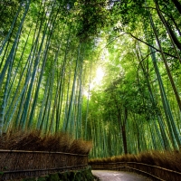 Bamboo Forest, Kyoto, Japan