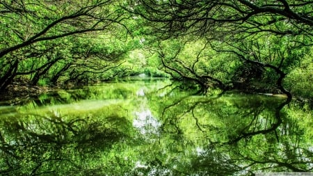 Sicao Green Tunnel - taiwan, forests, rivers, sicao, china, nature, asia