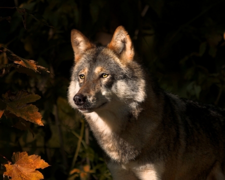 Werewolf - wolf, leaves, nature, eyes, autumn