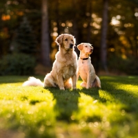 Golden Retrievers