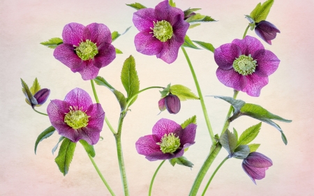 Flowers - purple, green, texture, flower, pink