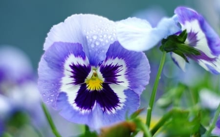 Pansy