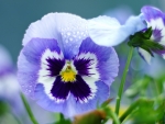 Pansy