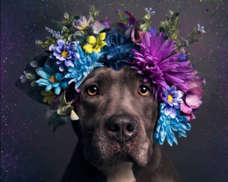 Cuteness - blue, dog, flower, animal, wreath, purple, sophie gamand, funny, cute, caine