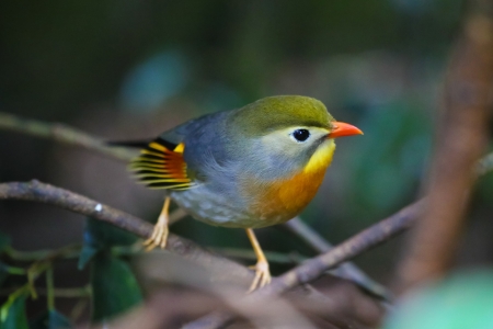 Bird - pasare, bird, orange, yellow, blue, green