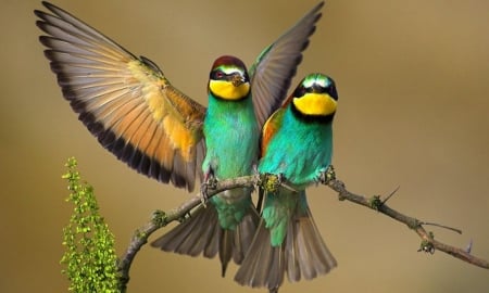 two beauty's - wings, green, birds, beautiful