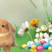 Spring Bunny