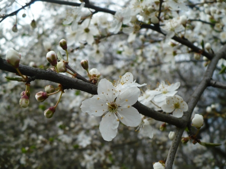 spring blossom - branch, summer, cherry, spring, white, forest, beautiful, blossom, tree, flowers, garden, flower