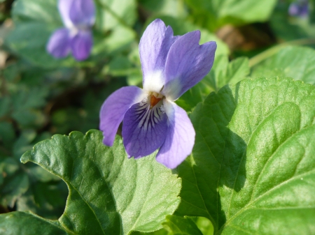 single violet - violet, viola, spring, spring flower, purple, blue, beautiful, green, single violet, wall flower, single flower, flower