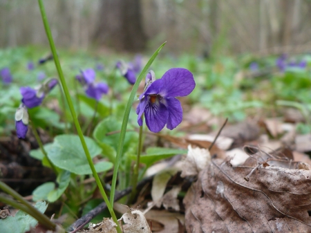 violet in the forest - trees, violet, viola, spring, purple, forest, blue, beautiful, blossom, spring flowers, flowers, flower