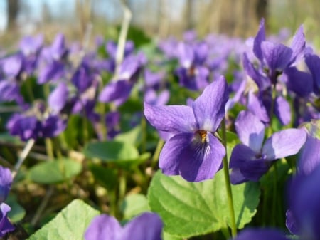 violets - plenty of flowers, meadow, violet, viola, purple, forest, beautiful, blossom, green, violets, flowers, flower