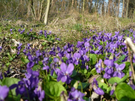 field of violets