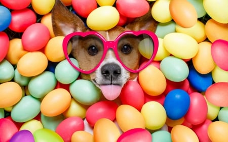 Easter Dog - eggs, Easter eggs, Jack Russell Terrier, dog, Easter, glasses, Spring, funny, jack russell, tongue, hearts