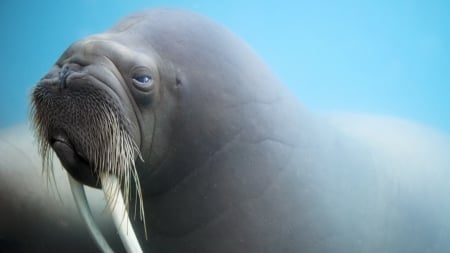 walrus - animal, seal, tusk, walrus