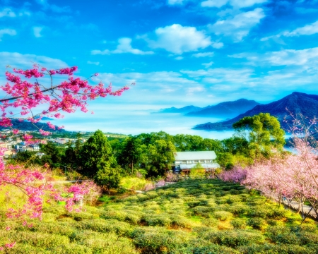 Spring Mountains - mountains, clouds, flowers, spring, house, trees, nature