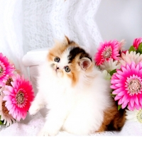 Cute Persian Kitty