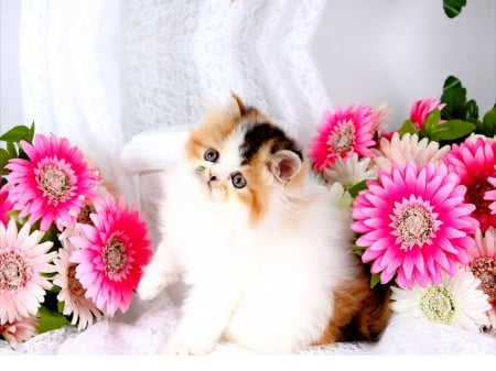 Cute Persian Kitty - flowers, animal, kitten, cat, kitty