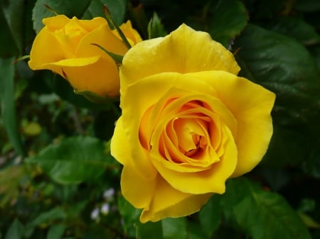 Yellow Roses - flowers, macro, bud, roses