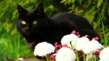 Black Cat - cat, animals, cute, pet