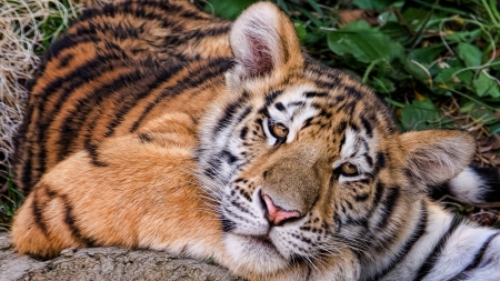 Tiger - face, wild, animals, tiger