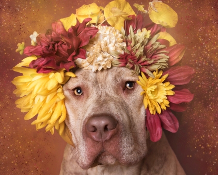 Cuteness - funny, wreath, flower power, caine, face, sophie gamand, yellow, red, dog, animal, cute, flower