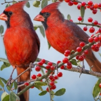 Red Cardinal