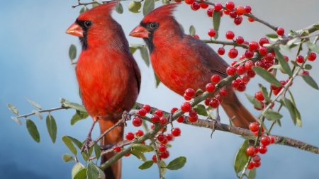 Red Cardinal - cardinals, birds, red, animals