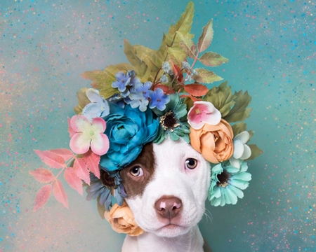 Cuteness - blue, dog, pink, white, wreath, sophie gamand, cute, caine, puppy, flower power