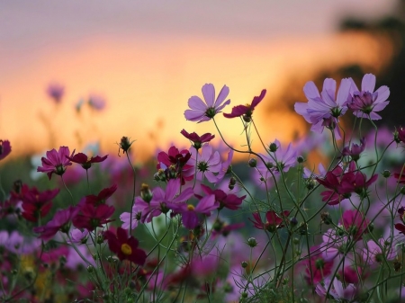 Spring Flowers - Cute, Sunset, Nature, Flowers