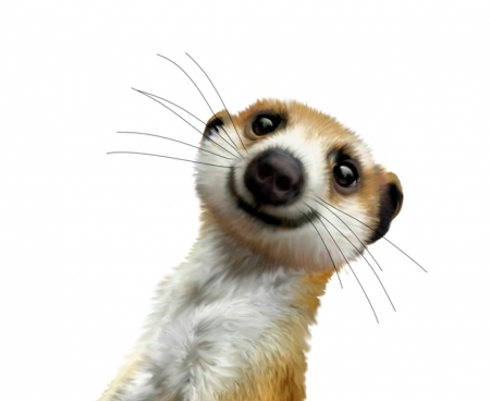 Selfie - animal, meerkat, funny, selfie