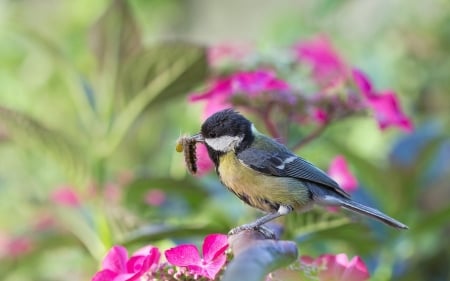 Blue tit - bird, green, food, pasare, blue tit, flower, pink