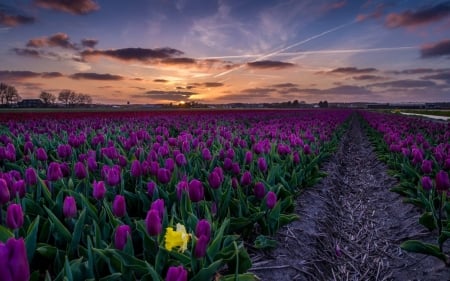 purple flowers - purple, tulips, flowers, sunset, nature