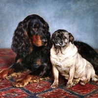 A Gordon Setter and a Pug