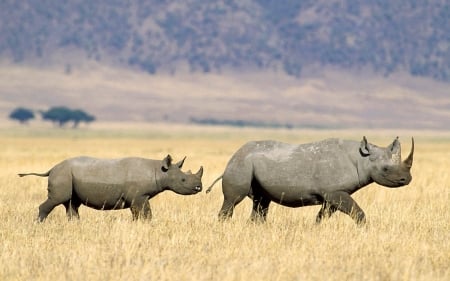 black rhinoceros - black, field, grass, rhinoceros