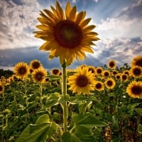 Bright Light on Sunflowers Field