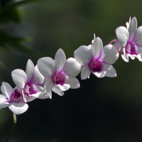 Beautiful Flowers