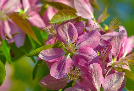 Spring blossoms - pretty, blossoms, cherry, beautiful, spring, lovely, freshness, blooming, tree, flowering