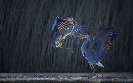 Herons - bird, blue, feather, black, heron, rain, wings, pasare, dance, couple