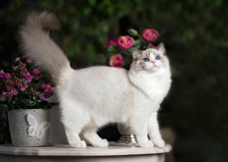 Cat - white, animal, pisica, ragdoll, cat