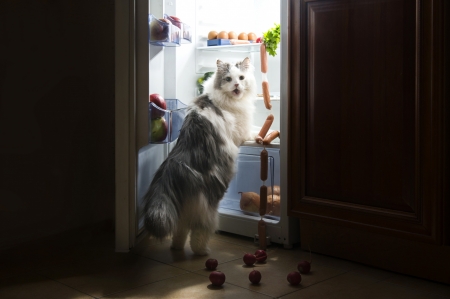 Hey! Can I have some privacy? - black, fridge, pisica, funny, food, situation, creative, cat