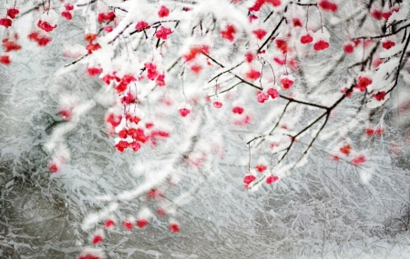 Winter Wishes - snow, abstract, winter, red