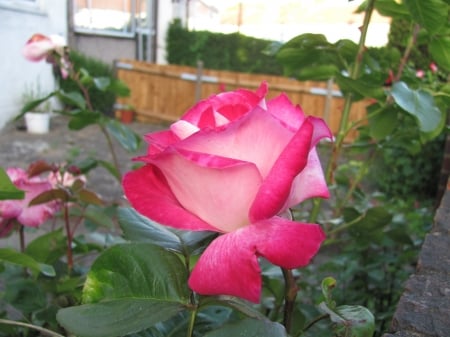 Purple Beauty - flower, rose, petals, macro, nature, bud