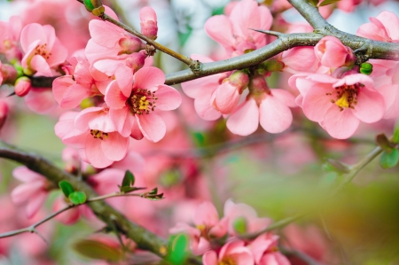 Spring branches - blooming, freshness, fragrance, branch, flowering, spring, pretty, blossoms, pink, beautiful, scent, tree, lvoely