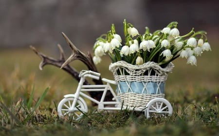 Spring - white, deco, green, snowdrops, flower