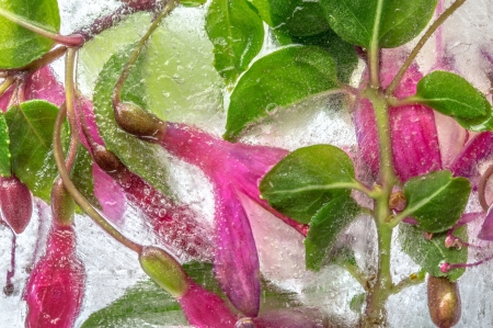 Pink flowers in water - water, green, bubbles, texture, flower, pink, glass