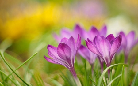 Crocuses - yellow, green, spring, flower, crocus, pink