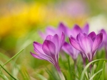 Crocuses