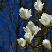 Magnolia