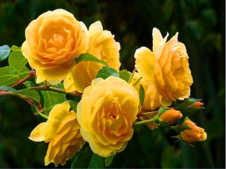 Yellows - roses, flowers, beauty, yellow