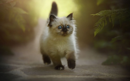 Kitten's journey - pisica, journey, kitten, cute, eyes, siamese, cat